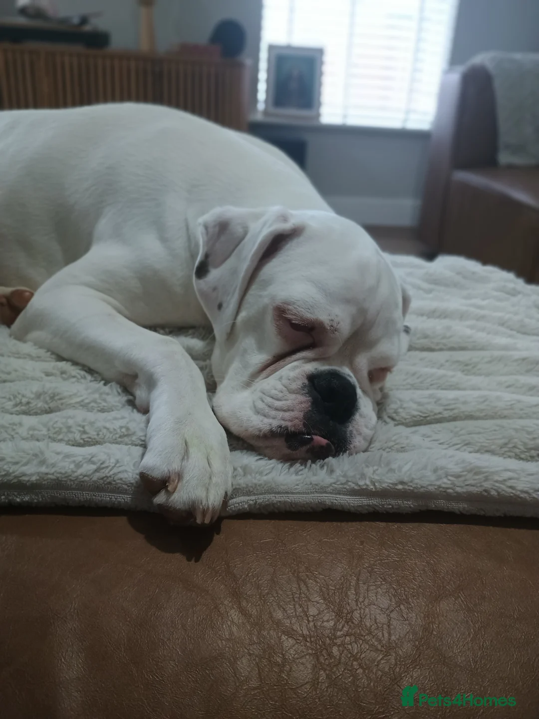 Boxer dogs for sale: Beautiful Pedigree White Boxer  in Beverley - Advert 2
