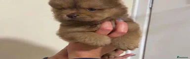 Chow Chow 6