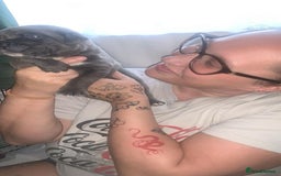 Cane Corso dogs for sale: Beautiful Cane Corso Puppies - Image 6