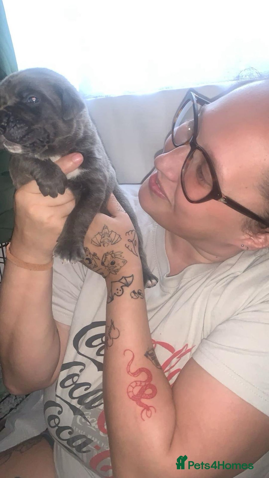 Cane Corso dogs for sale: Beautiful Cane Corso Puppies - Image 6