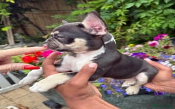 French Bulldog dogs for sale: French bulldog puppies ready now. - Image 13