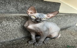 Sphynx cats for sale: 4 female canadian sphynx looking for home - Advert 9