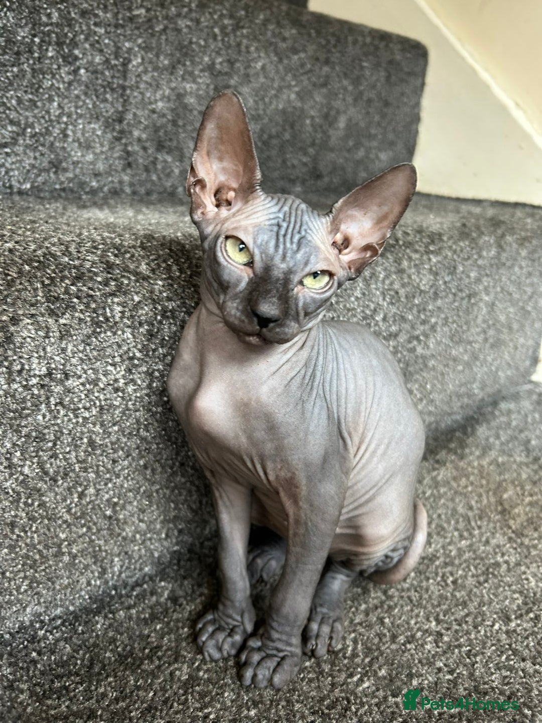 Sphynx cats for sale: 4 female canadian sphynx looking for home - Advert 9