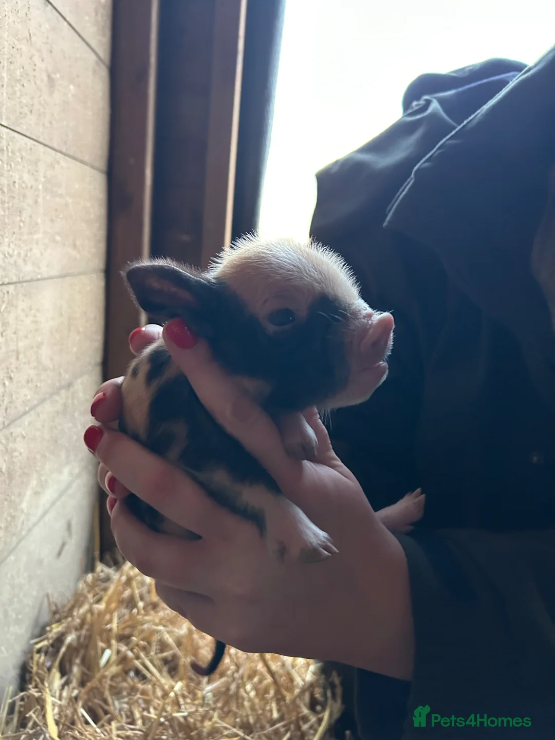 Pig livestock for sale: Beautiful Kune Kune Piglets! Small for great pets! - Advert 2