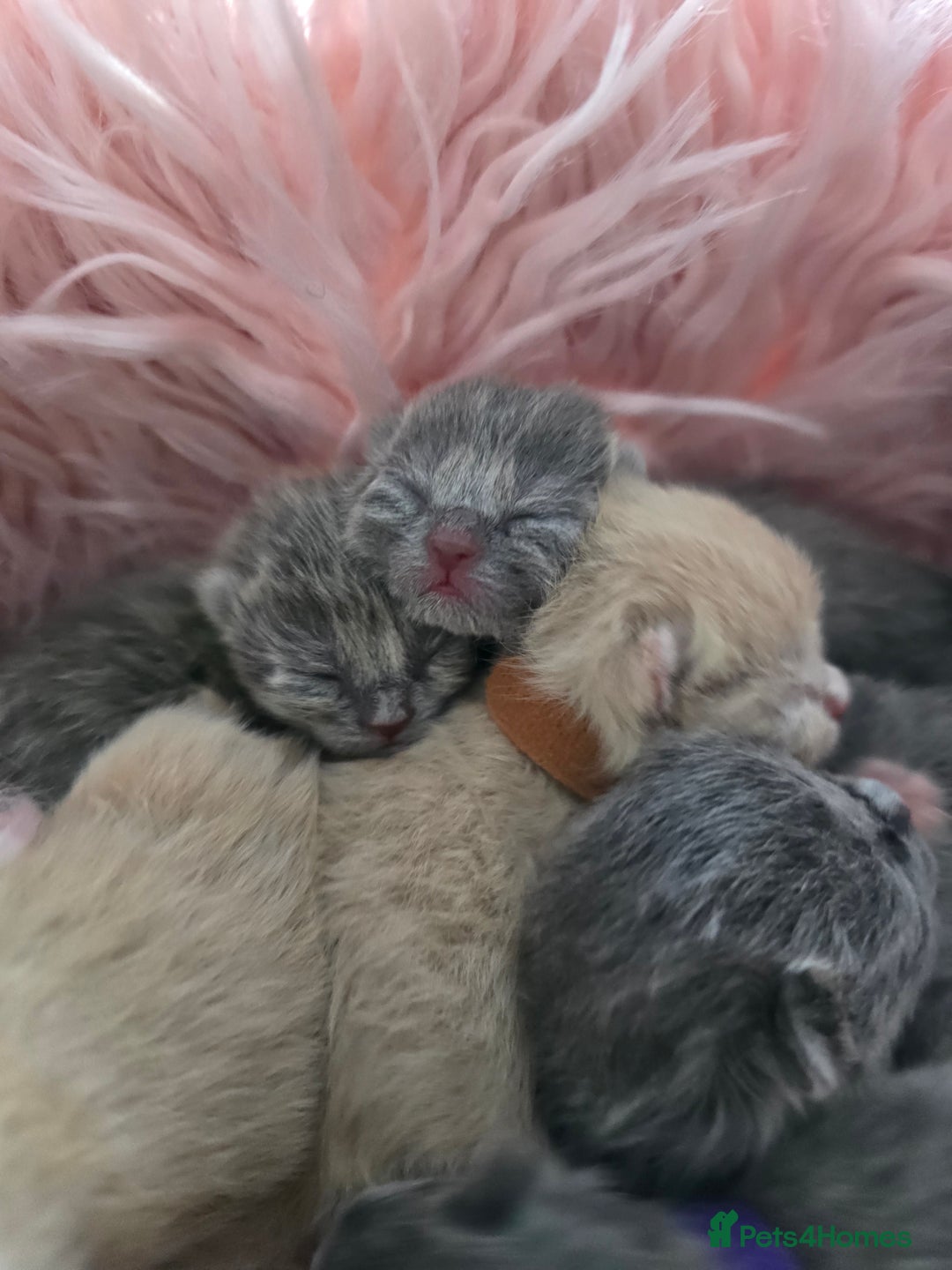 British Shorthair cats for sale: Beautiful Kittens looking forever home 😍😸 - Image 7