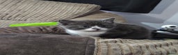 Domestic Shorthair cats for sale: 3 kittens  - Advert 7