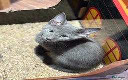 Mixed Breed cats for sale: 14 week old kittens for sale  - Image 4