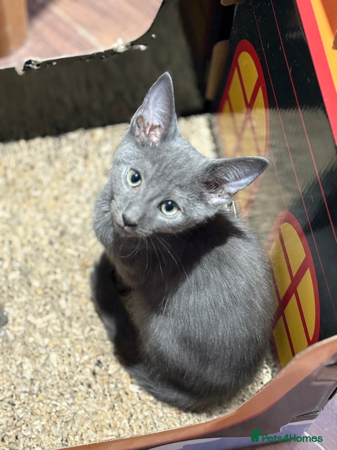 Mixed Breed cats for sale: 14 week old kittens for sale  - Image 4