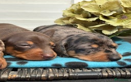 Miniature Dachshund dogs for sale: Miniature Daschund KC. PRA-OI-CRD-PRA-NCL - Image 29