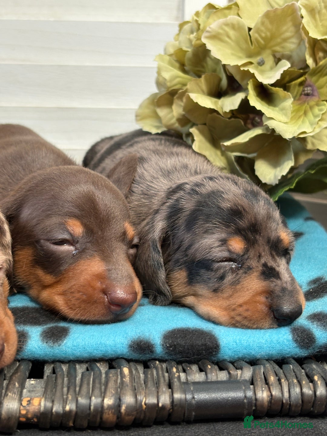 Miniature Dachshund dogs for sale: Miniature Daschund KC. PRA-OI-CRD-PRA-NCL - Image 29