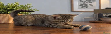 Scottish Fold 3