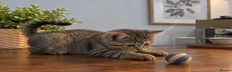 Scottish Fold cats for sale: Beautiful British Shorthair Kittens – Home Raised  - Advert 12