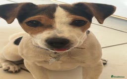 Jack Russell dogs for sale: Little jack Russel puppy  - Image 2
