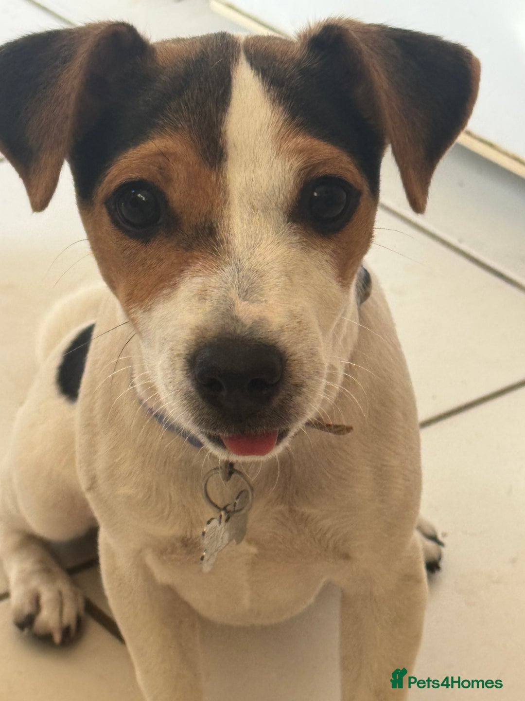 Jack Russell dogs for sale: Little jack Russel puppy  - Image 2