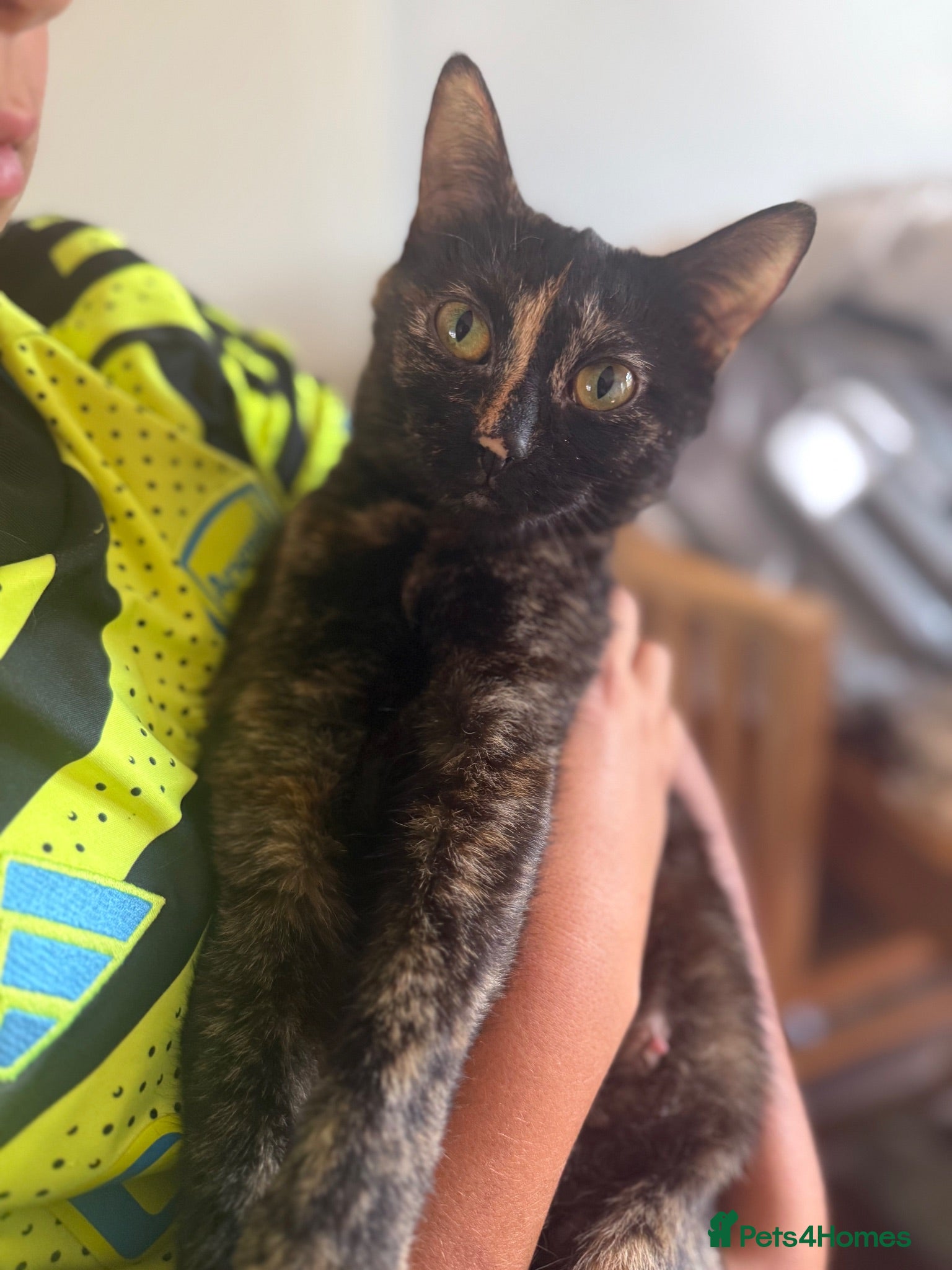 Mixed Breed cats 10 week old female kittens - Advert 3
