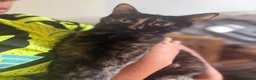 Mixed Breed cats for sale: 10 week old female kittens in Stevenage - Advert 1