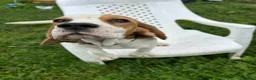 Beagle dogs for sale: STUNNING LITTER OF KC REG CHAMPION LINE BEAGLES  - Advert 8