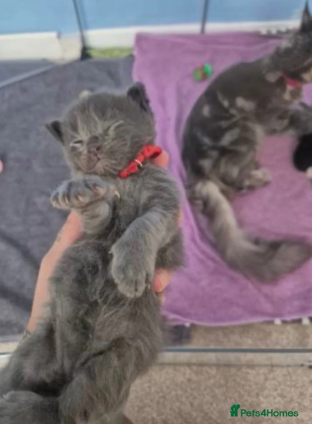 Maine Coon cats for sale: Gorgeous Maine Coon Kittens  - Advert 2