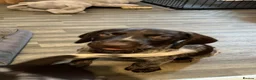 German Wirehaired Pointer dogs for sale: GWP liver & white ticked puppies - Advert 6