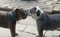 Olde English Bulldogge dogs for sale: Playful OEB Puppies  - Image 2