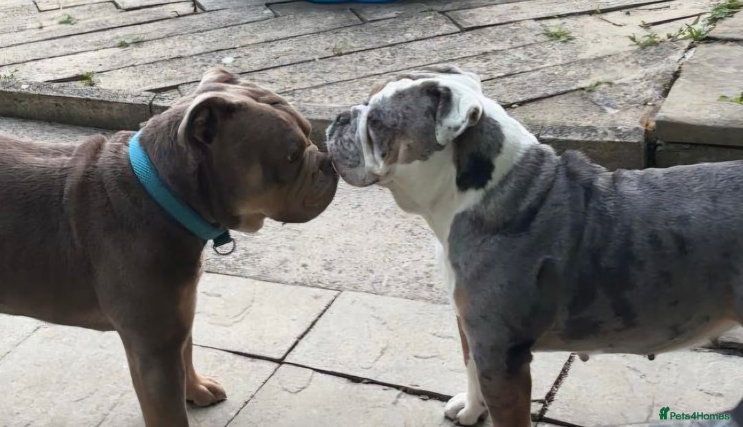 Olde English Bulldogge dogs for sale: Playful OEB Puppies  - Image 2