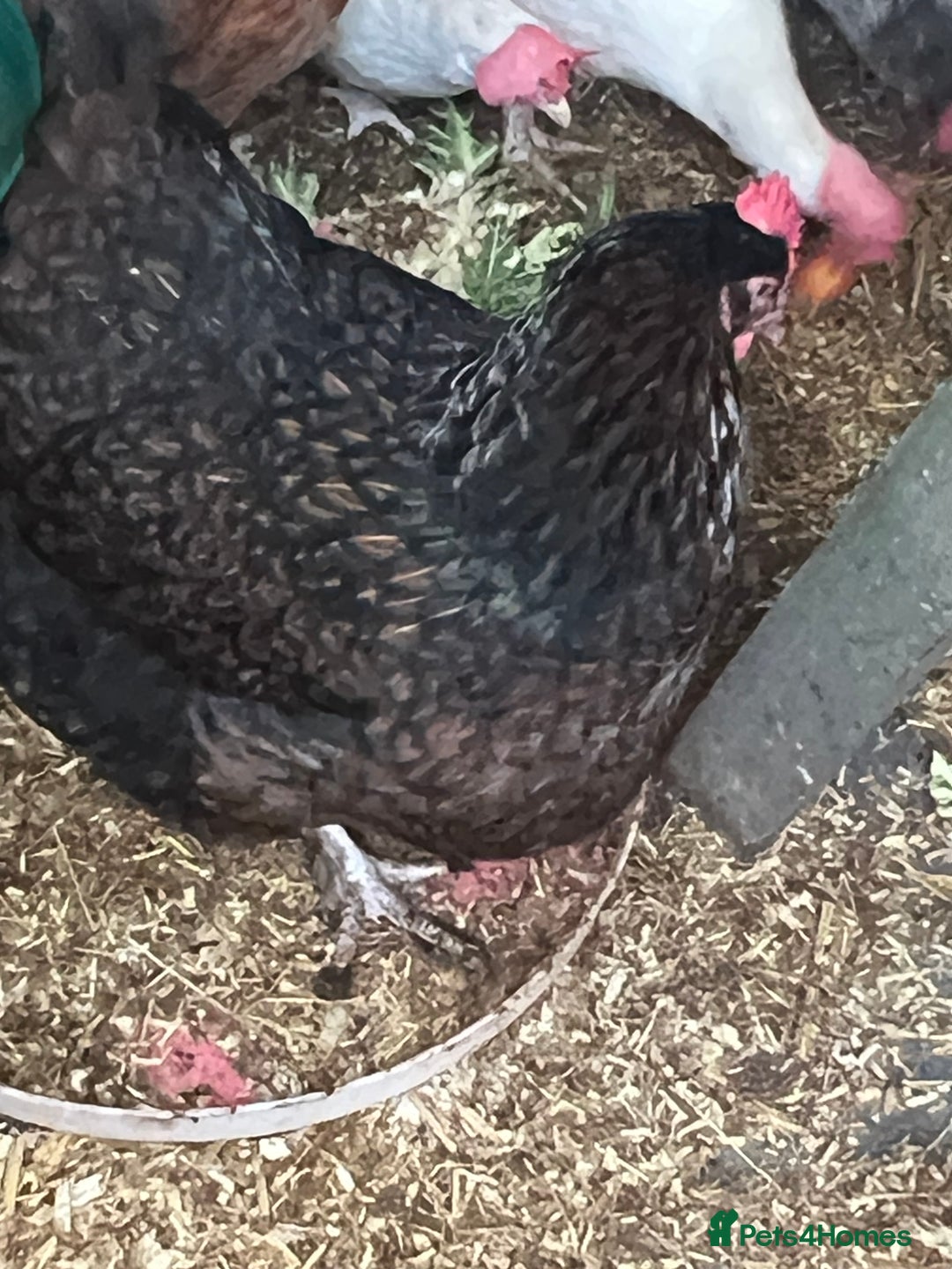 Chickens poultry for sale: Few super breed laying hens for sale  - Advert 4