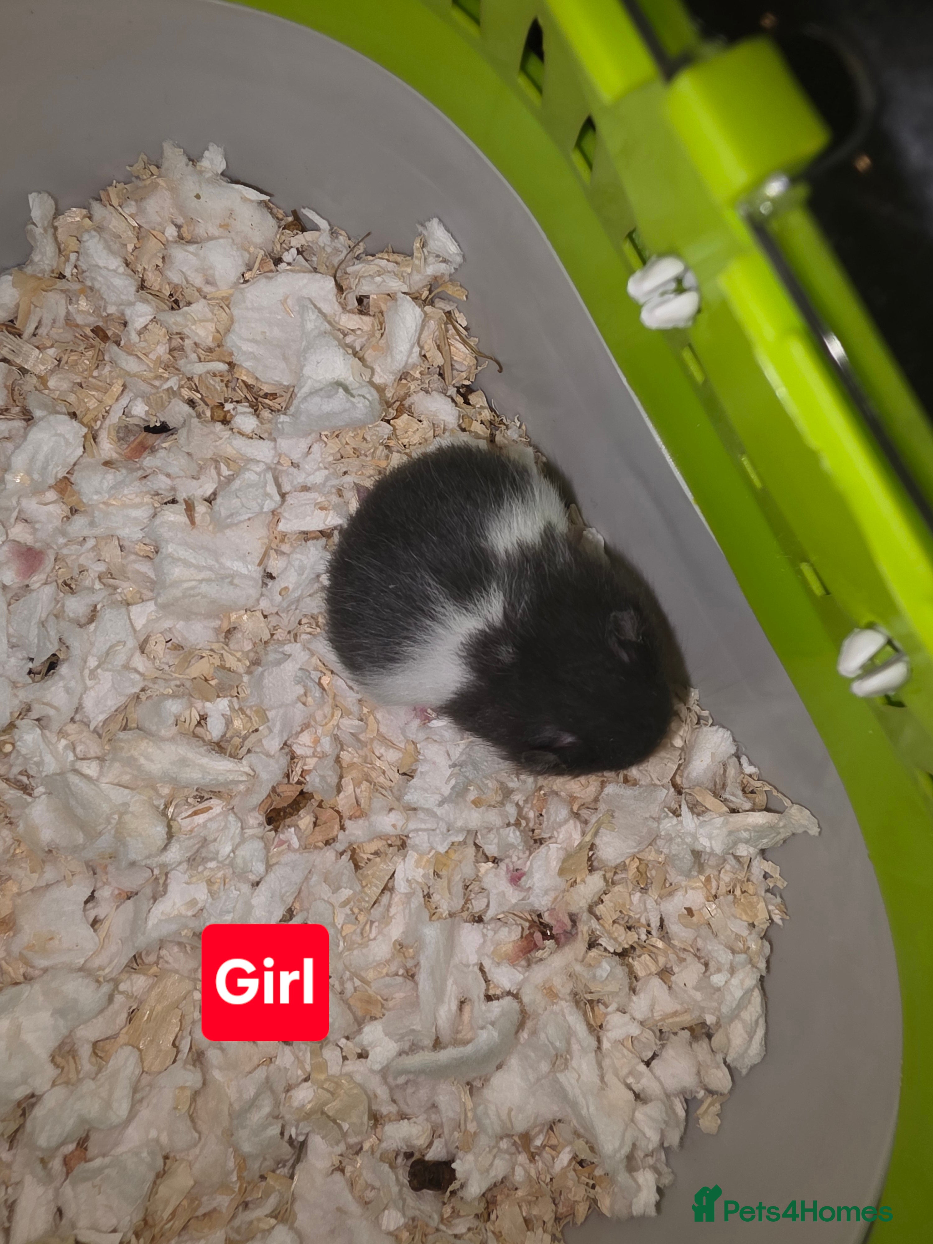 Hamster rodents Female / Girl Hamster Syrian - Advert 17