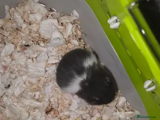 Hamster rodents Female / Girl Hamster Syrian - Advert 17