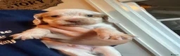 Cocker Spaniel dogs for sale: Cocker spaniel pups  - Advert 6