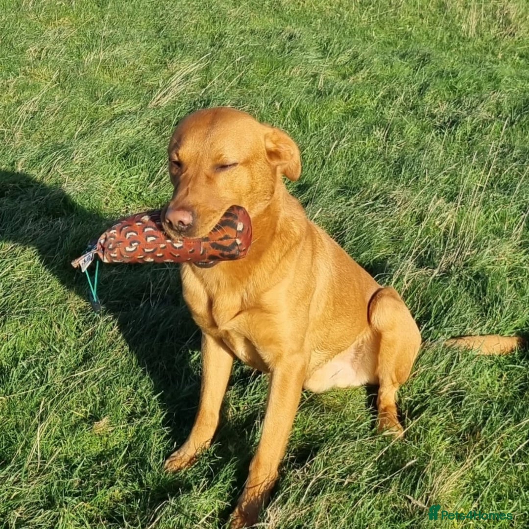 Labrador Retriever dogs for stud: KC REGISTERED FOX RED LABRADOR FOR STUD - Advert 6