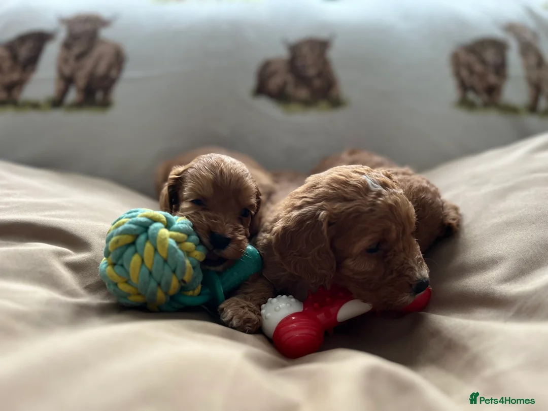 Cockapoo dogs for sale:  Stunning F1 DNA clear cockapoo puppies  - Advert 10