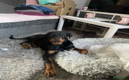 Rottweiler dogs for sale: 8 Month old female , Rottweiler  - Image 5