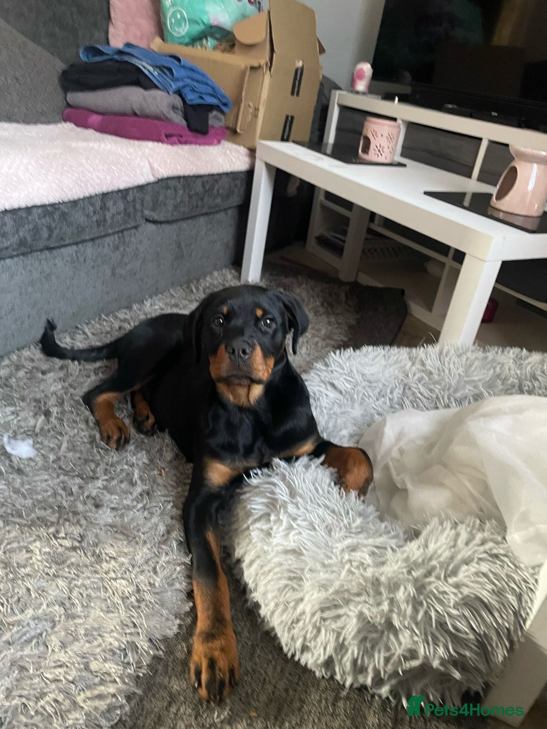 Rottweiler dogs for sale: 8 Month old female , Rottweiler  - Image 5