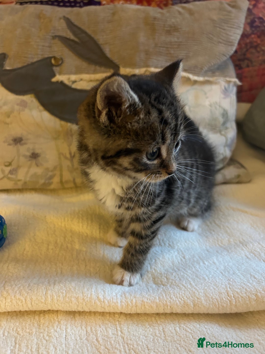 Persian cats for sale: GORGEOUS PERSIAN X KITTENS - Advert 11