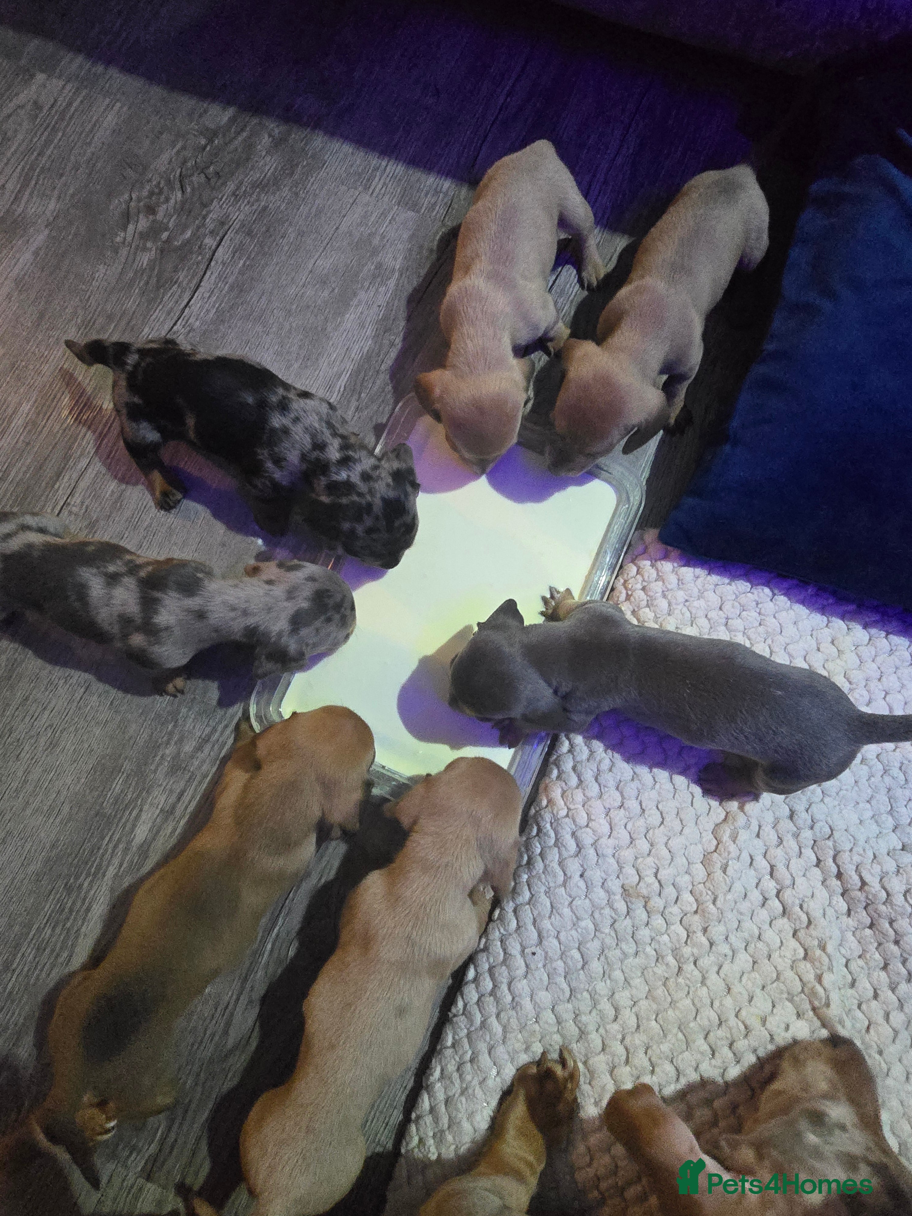 Miniature Dachshund dogs Miniature daschunds - Advert 4