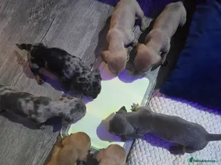 Miniature Dachshund dogs Miniature daschunds - Advert 2