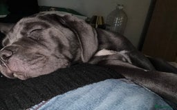 Cane Corso dogs for sale:  Pure breed Cane Corso  Puppies Looking for Homes  - Advert 19