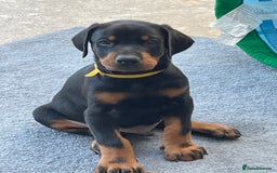 Dobermann dogs for sale: KC REG Fully health tested parents - Image 21