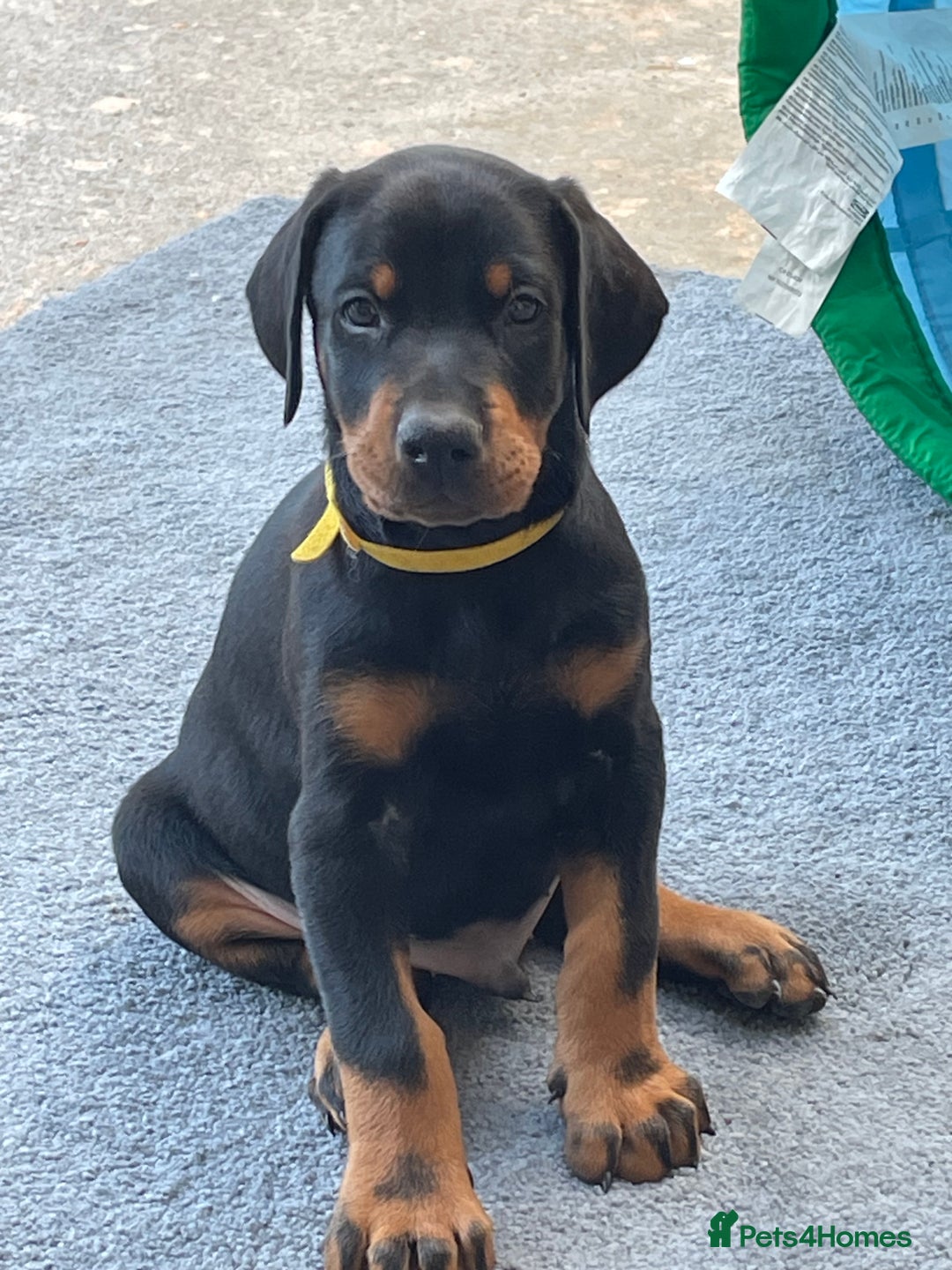 Dobermann dogs for sale: KC REG Fully health tested parents - Image 21