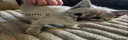 Mixed Breed cats for sale: Bengal cross Kittens for sale inc White/ Cream in Petworth - Advert 8