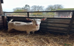 Goats livestock for sale: Saanen and Boer nanny’s  - Advert 3