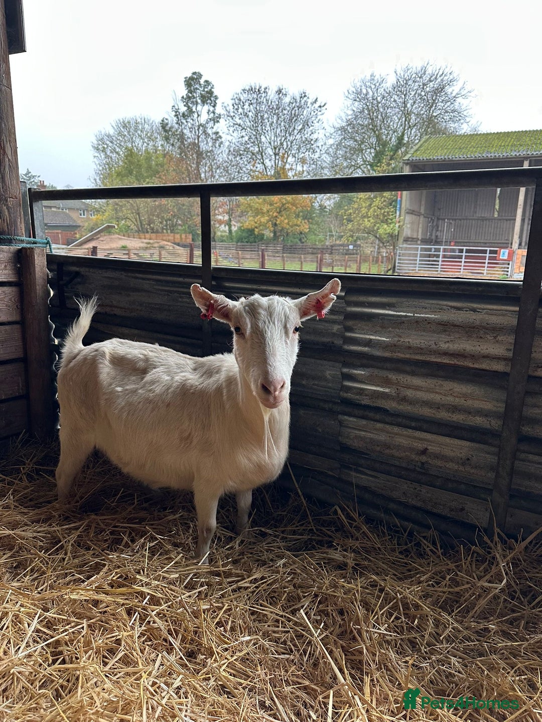 Goats livestock for sale: Saanen and Boer nanny’s  - Advert 3