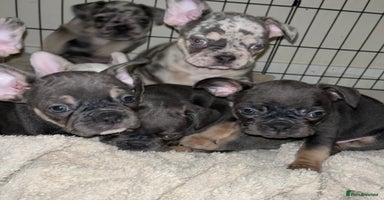 French Bulldog dogs - Advert 8