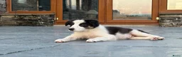 Border Collie dogs for sale: Beautiful Welsh Border Collie Puppies in Brecon - Advert 23
