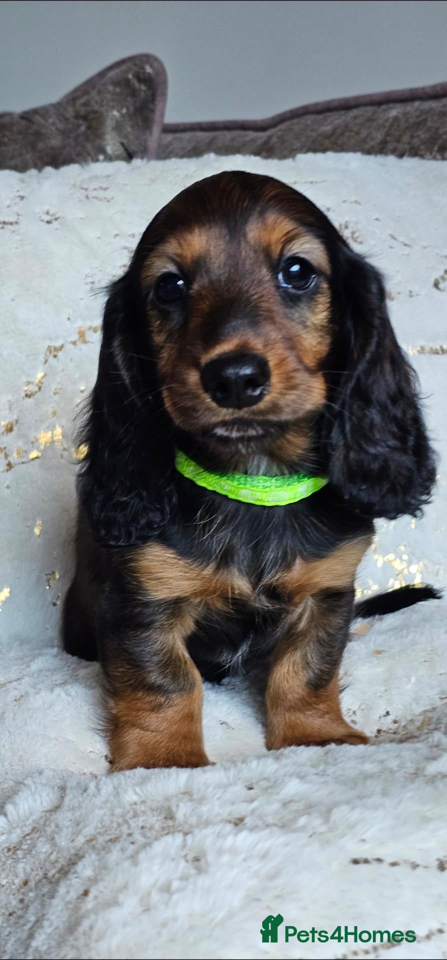 Miniature Dachshund dogs  MAGNIFICENT RED SHADED, Exceptional Pigmentation  - Advert 1