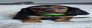 Miniature Dachshund 1