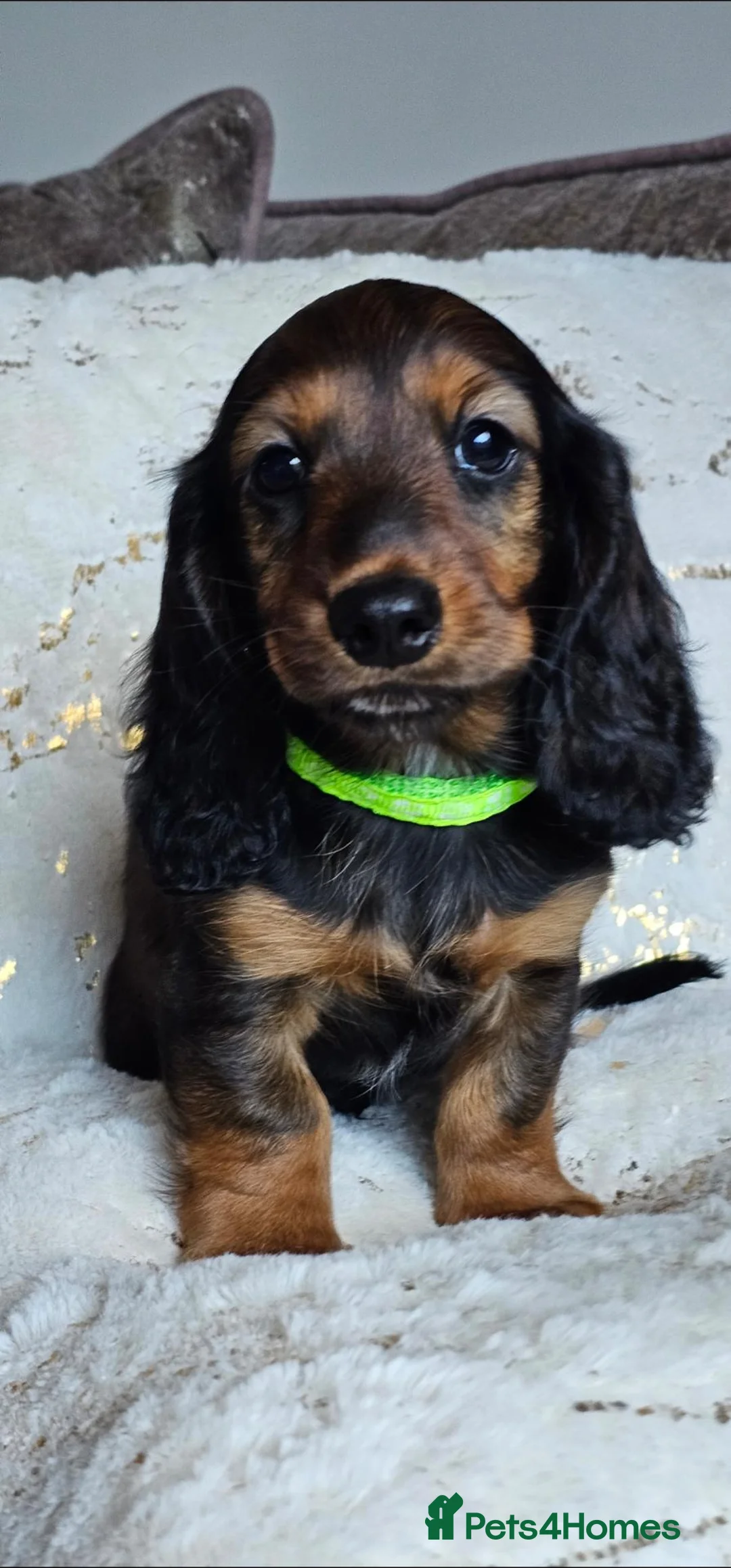 Miniature Dachshund dogs for sale:  MAGNIFICENT RED SHADED, Exceptional Pigmentation  - Advert 2