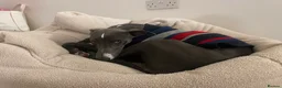 Whippet dogs for sale: 11 month old whippet puppy  - Advert 7