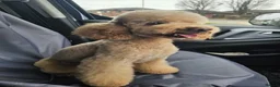 Poochon dogs for sale: Two stunning F1 poochon males avaailable in Saint Helens - Advert 9