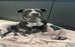 Mixed Breed dogs for sale: Bulldog x Staffie for rehoming.  - Image 1